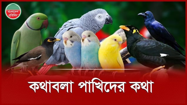 কোন কোন পাখি মানুষের মতো কথা বলতে পারে