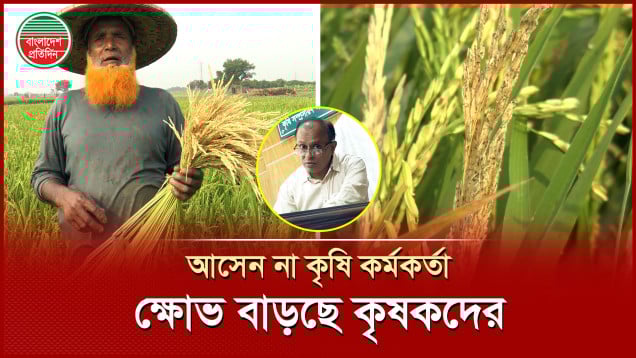 বোরো ধানে মাজরা পোকার আক্রমণ, দিশেহারা কৃষক