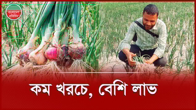 চরের জমিতে পেঁয়াজের বাম্পার ফলন
