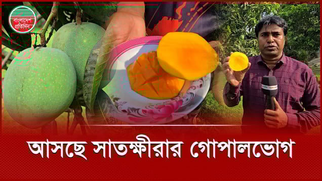 সবার আগে বাজারে সাতক্ষীরার গোপালভোগ, কবে আসবে বাকি সব আম?