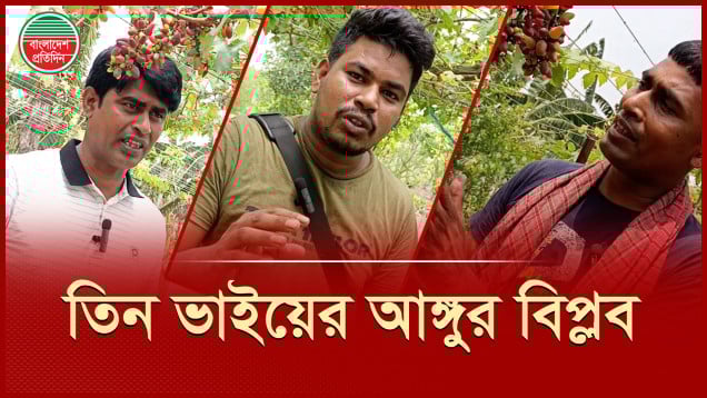 দেশে উৎপাদন হচ্ছে বিদেশের ফল, লাল আঙ্গুরে তিন ভাইয়ের বাজিমাত