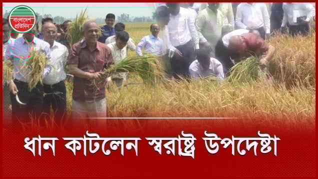 জমিতে নেমে কাঁচি দিয়ে পাকা ধান কাটলেন স্বরাষ্ট্র উপদেষ্টা