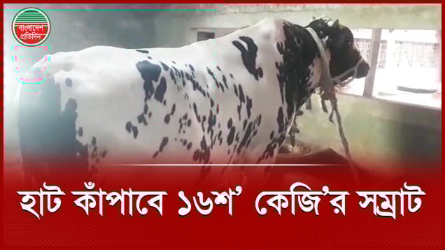 নজর কাড়ছে ‘দিনাজপুরের সম্রাট’, দেখার জন্য প্রতিদিন শত শত মানুষে ভিড়