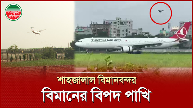 শাহাজালাল বিমানবন্দরে কাটছেই না পাখির ঝুঁকি, পাইলটদের সামনে বার্ড হিট আ তঙ্ক