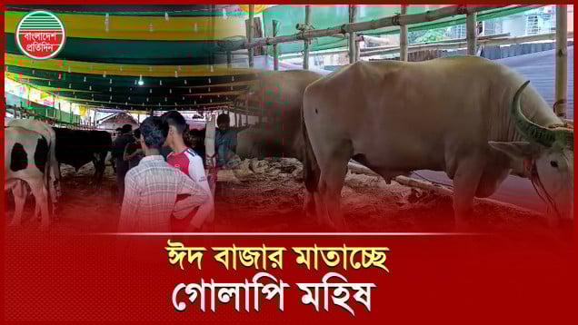 ঈদের বাজারে উঠেছে গোলাপি মহিষ, হুমড়ি খেয়ে পড়ছেন ক্রেতা-দর্শনার্থীরা