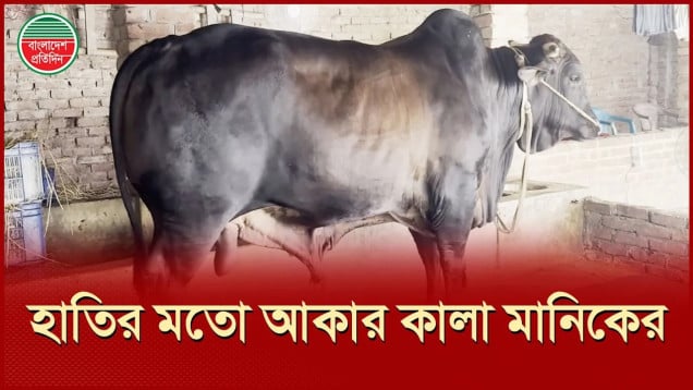 ৩০ মণ ওজনের ষাঁড়টির সাথে সেলফি তুলতে ভিড় করে শত মানুষ