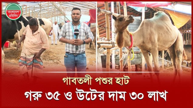 গাবতলী পশুর হাটে গরুর দাম ৩৫ লাখ ও উটের দাম হাকানো হচ্ছে ৩০ লাখ টাকা