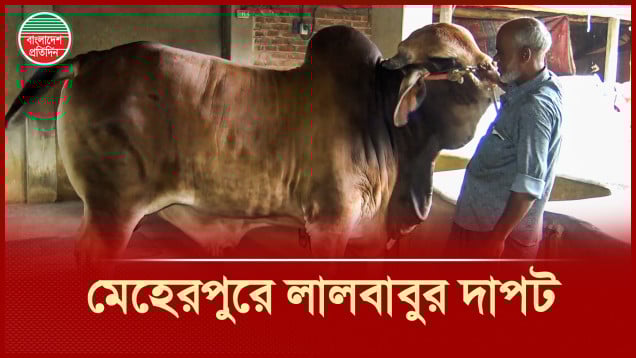 মেহেরপুরের কোরবানীর হাটে সবচেয় বড় গরু লালবাবু