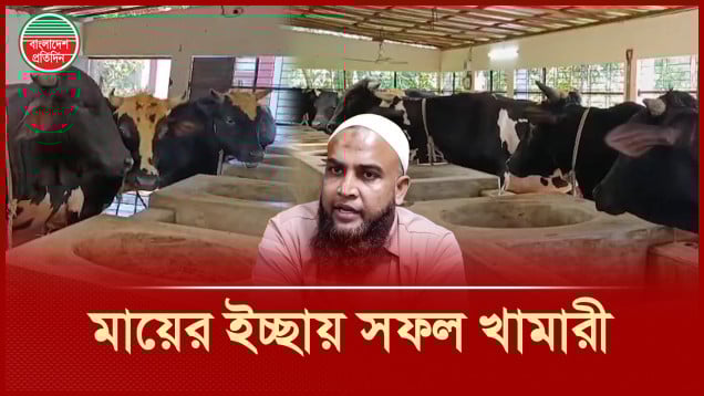 একটি গরু দিয়ে খামার শুরু, বর্তমানে রয়েছে ৩২টি পশু