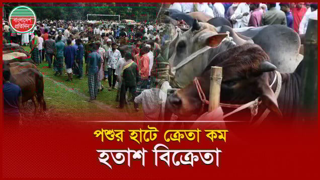 জমে উঠেছে কোরবানির পশুর হাট, দাম নিয়ে হতাশ খামারিরা