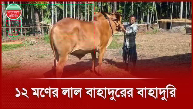 কক্সবাজারে আলোচনায় ১২ মণের ‘লাল বাহাদুর’, দাম ৪ লাখ টাকা!