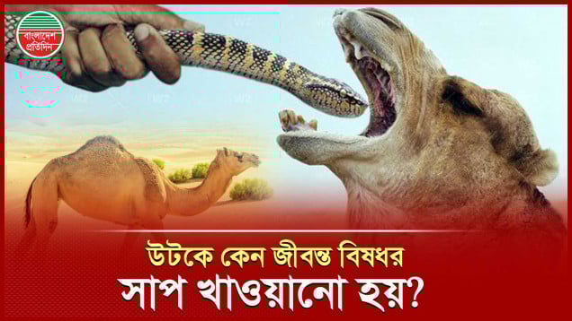 যে বিপজ্জনক খাবার খেয়ে সুস্থ্য হয়ে ওঠে মরুর প্রাণী উট