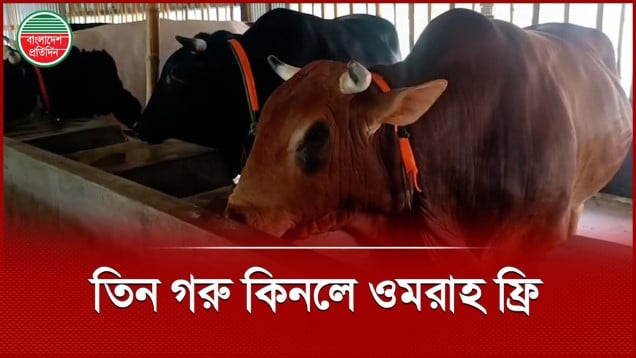 কোরবানীর পশুর হাট কাঁপাচ্ছে বিশালাকৃতির তিনটি ষাঁড়
