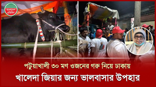 খালেদা জিয়ার জন্য ৩০ মণ ওজনের গরু নিয়ে গুলশানে হাজির পটুয়াখালীর কৃষক