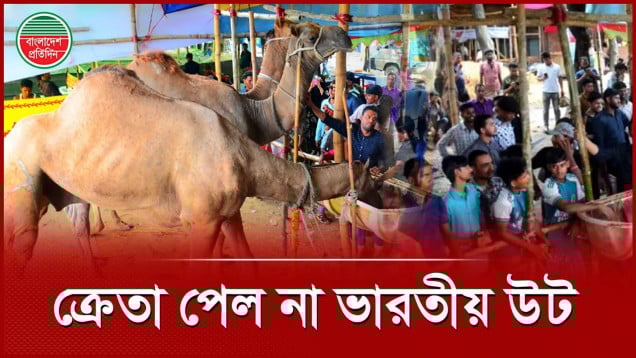 বিক্রি হলো না ভারত থেকে আনা ৩৫ লাখের তিন উট