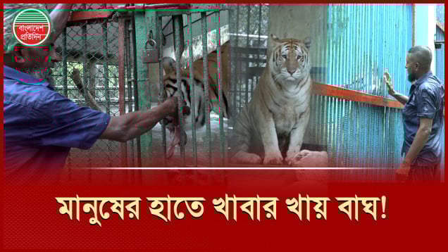 ‘আয়, আয়’ ডাকলেই খাবারের জন্য ছুটে আসে বাঘ-সিংহ