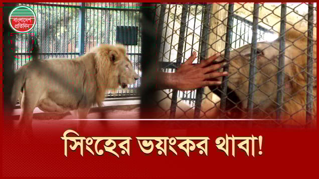 চিড়িয়াখানায় ক্যামেরা দেখেই তেরে এসে থাবা দিল সিংহ
