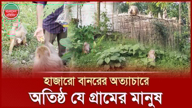 শতবর্ষ ধরে হাজার হাজার বানরের বাস যে গ্রামে