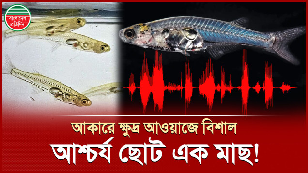 হাতির চেয়েও বেশি জোরে চিৎকার করতে পারে আঙুলের চেয়ে ছোট যে মাছ