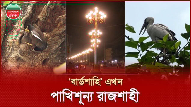 গাছ কম-আলো বেশি, রাজশাহীতে সংকটে পাখির বসতি