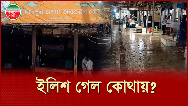 ভরা মৌসুমেও চাঁদপুরে ইলিশের আকাল