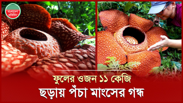 ফুলের ওজন প্রায় ১১ কেজি, কী নাম সেই দানবীয় ফুলের?