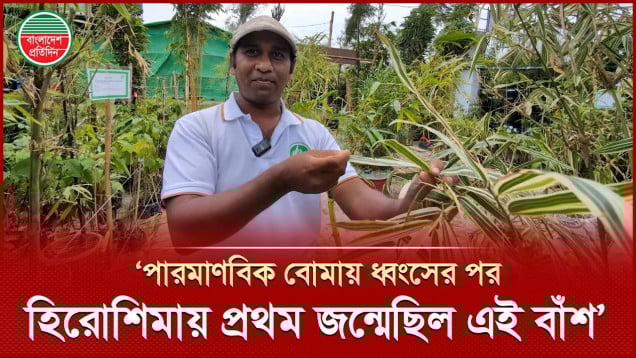 হিরোশিমায় পারমাণবিক বোমা বিস্ফোরণের পর প্রথম জন্মেছিল যে বাঁশ