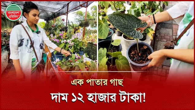 মাটি-পানি ছাড়া শুধু আলো-বাতাসে বাঁচে যে গাছ