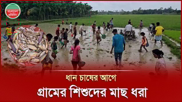 ধান চাষের আগে কাঁদামাটিতে শিশুদের মাছ ধরার উৎসব