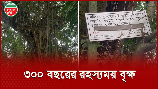 নাম না জানা যে গাছ ঘিরে অলৌকিক যত কাহিনী