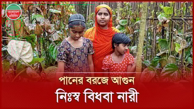 বিধবা নারীর বেঁচে থাকার একমাত্র অবলম্বন পানের বরজে আগুনে দেওয়া অভিযোগ