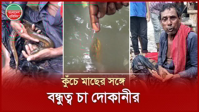 পানিতে টোকা দিলেই খাবার খেতে চলে আসে মাছ!