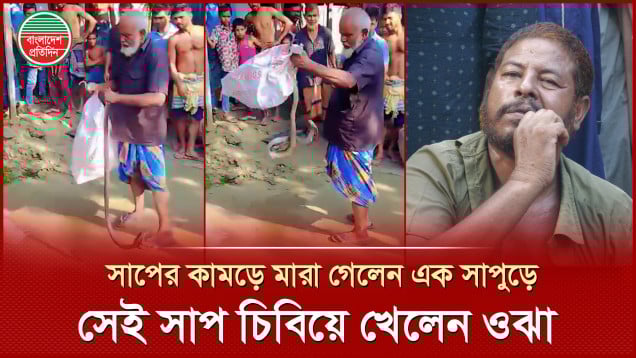 সাপ ধরার পর ছোবলে মারা গেলেন সাপুড়ে, সেই সাপ কাঁচা চিবিয়ে খেলেন আরেক সাপুড়ে