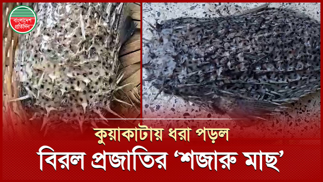 বঙ্গোপসাগরে ধরা পড়ল বিরল প্রজাতির বিষাক্ত ‘পাফার ফিস’