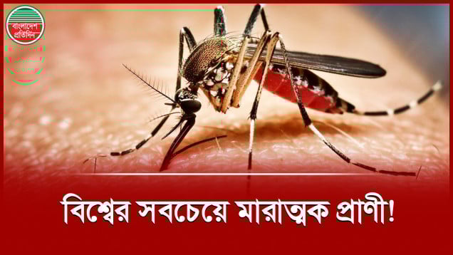 যে প্রাণীর কারণে প্রতিবছর বিশ্বে প্রাণ হারায় প্রায় ৭ লাখ মানুষ