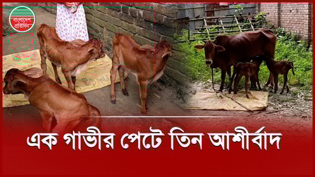 এক গাভীর পেটে ৩ বাছুর, আনন্দে আত্মহারা মালিক