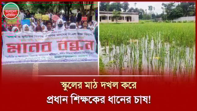 স্কুলের মাঠ দখল করে প্রধান শিক্ষকের বিরুদ্ধে ধান চাষের অভিযোগ