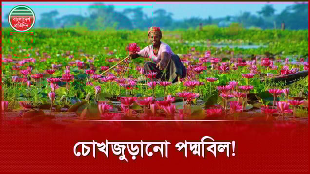 কুড়িগ্রামের উলিপুর উপজেলার পদ্মবিলে পর্যটকদের ভিড়
