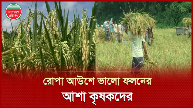 মেহেরপুরে রোপা আউশে ভালো ফলন, মুখে হাসি কৃষকদের