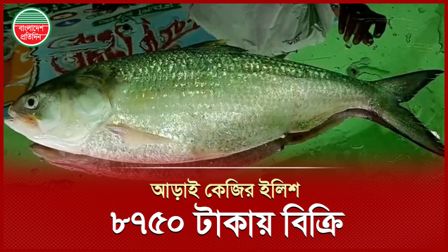 আড়াই কেজির একটি ইলিশ বিক্রি ৮ হাজার ৭৫০ টাকায়