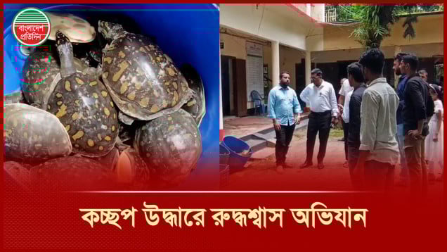 কচ্ছপ উদ্ধারে রুদ্ধশ্বাস অভিযান, ঢাকা থেকে নোয়াখালী ছুটে এলো বন বিভাগের টিম