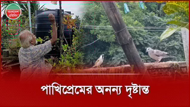 ১০ বছর ধরে বাসার ছাদে পাখিদের আপ্যায়ন