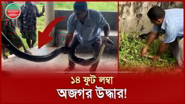 ঝোপের ভেতর নড়াচড়ার শব্দ শুনে ১৪ ফুট লম্বা অজগর উদ্ধার!