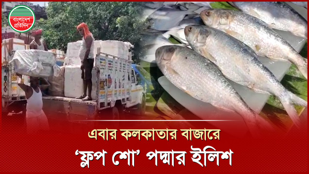 এবার কলকাতার বাজারে বিক্রি কম পদ্মার ইলিশের