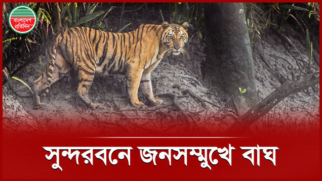 সুন্দরবনের হাড়বাড়িয়া পর্যটন কেন্দ্রে দেখা মিলল বাঘ