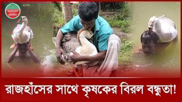 রাজহাঁসের সাথে বিরল বন্ধুতা কৃষক আতিয়ারের!