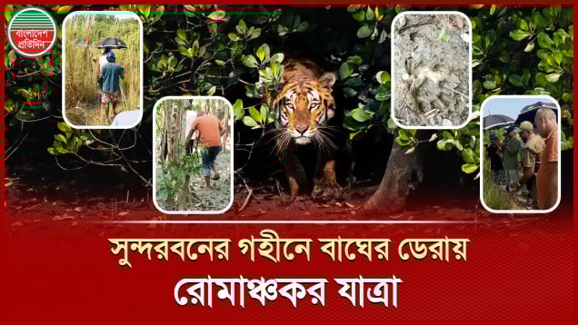সুন্দরবনের গহীনে বাঘের খোঁজে পায়ের ছাপ অনুসরণ করে রোমাঞ্চকর যাত্রা