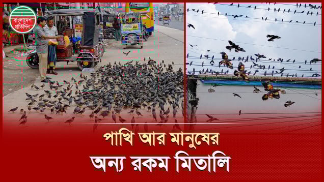নানা প্রজাতির পাখিদের ভালোবেসে আগলে রেখেছেন হোটেল ব্যবসায়ী জাকির