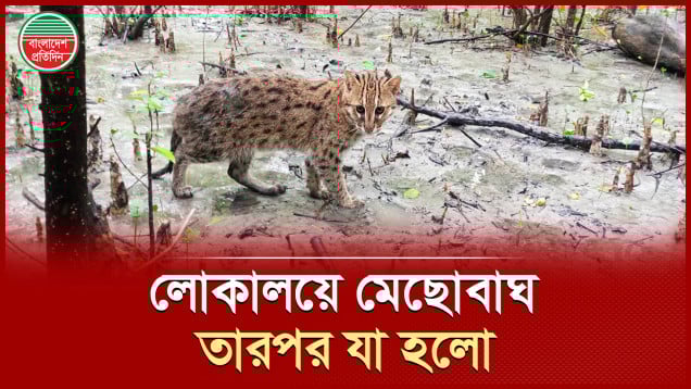 খাবারের সন্ধানে লোকালয়ে ঢুকে পুকুরের জালে আটকা মেছোবাঘ