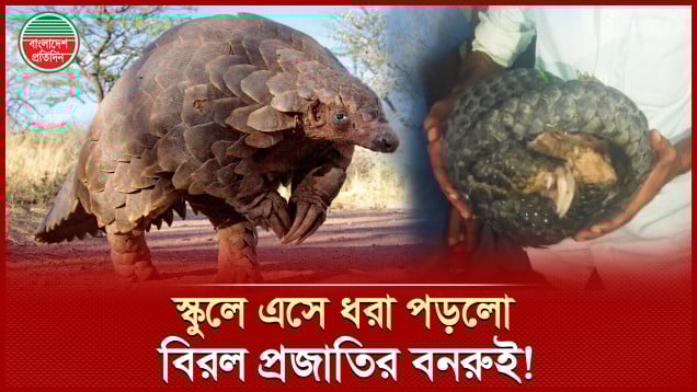 কোথা থেকে এলো এই বিরল প্রজাতির বিপন্ন প্রাণী বনরুই?